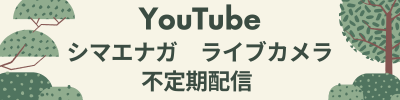 YouTube シマエナガライブカメラ 不定期配信